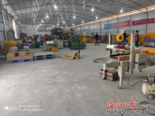 琼中 绿橙加工厂进村，群众持家增收两不误